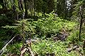 Timberline Mountain Bike Trails and Skills Park - Forest and creeks of Timberline